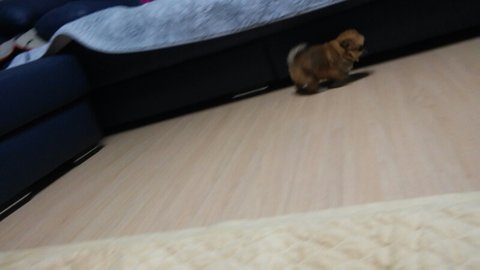 우리집댕댕이 완전 아가야때는 이렇게 나 기다렸어! | 인스티즈