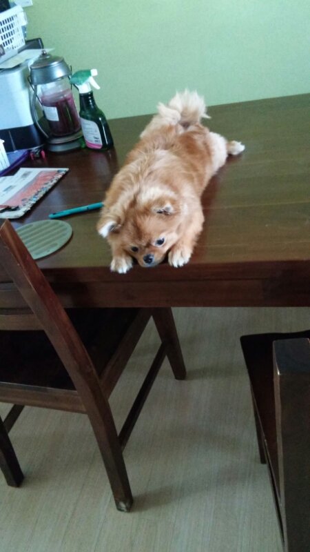 우리 댕댕이 나 이렇게 기다려!! | 인스티즈