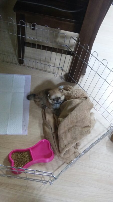 우리집댕댕이 완전 아가야때는 이렇게 나 기다렸어! | 인스티즈