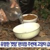 캣맘들 거울치료 웃기네요