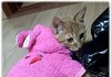 [냥판] 봉구봉자~ 봉봉 친구들의 일상