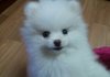(사진多) 성격나쁜 우리집 이쁜 포메라니안 낭낭이!!
