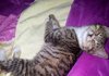 (냥이 입양글) 고등어 턱시도 흰양말 냥이(약 80일생) 의 주인이 되어주세요~ (입양완료)