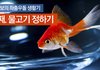 [물고기 초보,좌충우돌 생활기3탄] 물고기를 정했어요!!!!!!!!