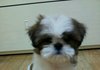 [2탄] 송이, 삭발하다