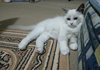 [래그돌냥이] 우리집 막내 개냥이 2
