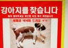 (사례금有)*강아지를찾습니다.* 인천분들 도와주세요!