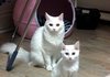 고냥이)) 솔로에게 염장냥's 코코.키키.