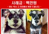 보신탕집으로 끌려간 개를 찾습니다. 사례금 백만원