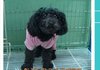 푸들 유기견의 허망한 기다림.. 입양 다 잘되었어요.