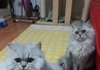 귀요미 페르시안 형제13