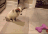 으홋! 으아아아앙...!.gif
