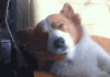 출입문 닫습니다.gif