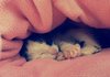 [냥이]우리집 막내 똥꼬~