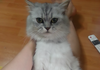 귀요미 페르시안 형제16