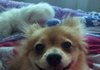 [[ 포메라이언에서 빡구가 되어버린 우리집 로이 ]] 