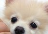 크림포메 마이콩 성장일기'-'