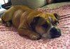 흔하지않은 불독과의 일상생활..!