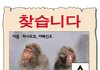 [혐오] 망원 원숭이 예방연구소에서 알립니다