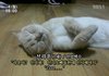 산책냥 라운이의 하루 'ㅅ'* (엑박수정 ㅠ.ㅠ)