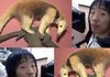개미핥기 근황