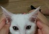 아련아련한 청순냥이 효비씨ㅎㅎ