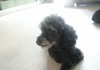 의정부에서 까미란 강아지 주워서 데리거 있습니다!