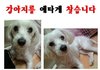 제발 강아지를 찾아주세요...부탁드립니다...제발요..