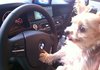 Bmw 운전하는 강아지^^