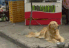 훈훈한 강아지 움짤 모음.gif   