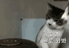 @@귀여운 고양이 강아지 움짤@@