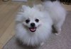 양재동에서 포메리안 흰색암컷을 잃어버렸어요