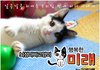 [뇌성마비 고양이] 미래이야기 3화
