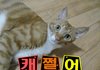 슈퍼맨이었던 고양이3