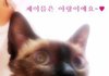 거의 일년을 철장에 갇혀서 살다가 구조된 삼냥이 아랑이예요 