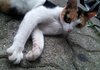 사람 잘따르는 길냥이.