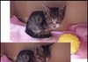 아기고양이....도와주세요!