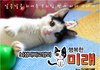 뇌성마비고양이 미래 #25 개콘본다!