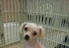 (분양됐어요^^)명랑하고 이쁜 유기견 말티즈 남아 데려가실분 찾아요!