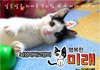 뇌성마비 고양이 미래 #27 고양이 털 :S