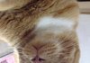돌아온)우리집고양이5탄 대한이편
