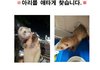 페럿 잃어버렸어요..한번씩만 봐주세요!.