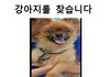 강아지 찾았어요 ㅎㅎ 포메 대전 행복해요^^~