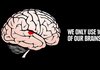 우린 사실 뇌의 100%를 쓸 수 있다. 10%밖에 못쓴다는거 뻥임