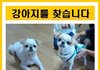 베티를 찾습니다 (사례금 100만원)