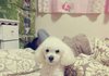 경기도 구리에서 화이트푸들 잃어버리신분 찾아요!