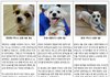 1월 입양을 기다리고 있는 천사들
