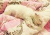2달된 말티즈 분양받으실분 있으세요?ㅠㅠ