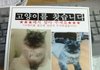 창원 페르시안 친칠라 고양이 찾습니다