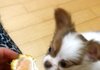 치와와 판 - 제 1화 : 율무와 귤